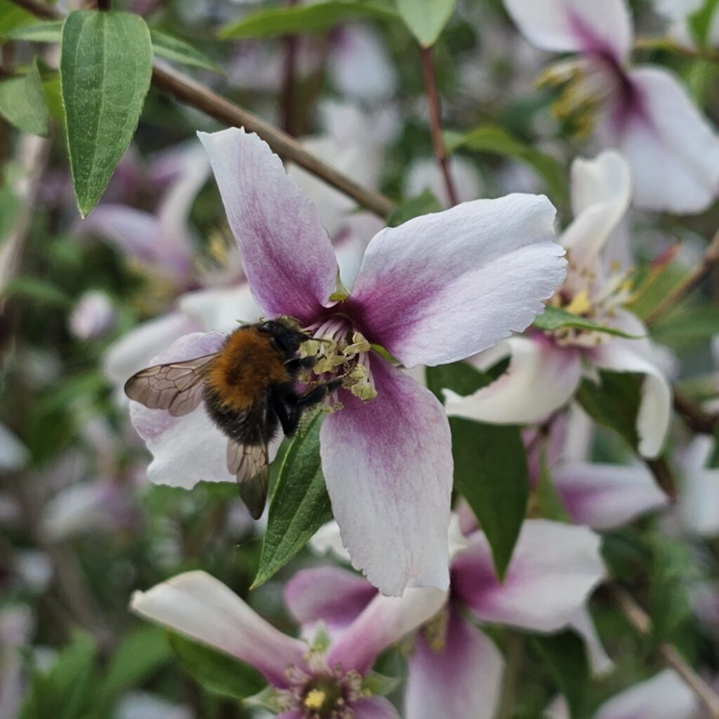 Philadelphus ‘Petite Perfume Pink’ 3L 5023242393544